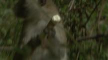 Vervet Monkey Feeds In Grassy Area Near Forest
