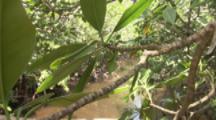 Snake Climbs Through Branches Of Mangrove