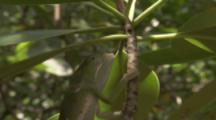 Chameleon Hangs On To Mangrove
