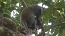 Sykes Monkey Strips Bark To Feed In Forest,disturbs ants