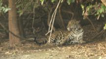 Jaguar Rests At Pixaim River,bothered by insects