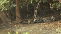 Jaguar Rests At Pixaim River