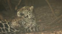 Jaguar Rests At Pixaim River,bothered by insects