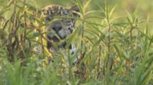 Jaguar Rests In Grassy Vegetation