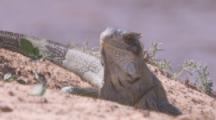 Iguana Rests On River Bank