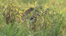 Jaguar Travels Hidden In Grass,Shrubs