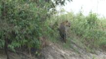 Jaguar goes into forest