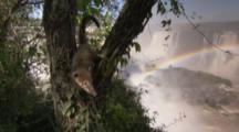 Coati In Tree With Waterfall And Rainbow Behind