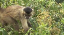Capuchin Monkey Climbs In Tree