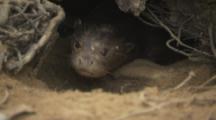 Giant Otter Baby Rests In Den