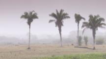 Palm Trees In Foggy Landscape