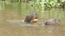 Giant Otters, Swim In River Among Aquatic Plants