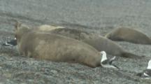 Kelp Gulls On Beach With Elephant Seals