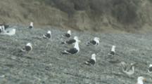 Kelp Gulls gathered On Beach