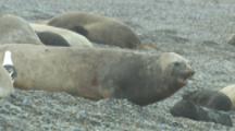 Southern Elephant Seals On Patagonia Beach, Barks At Gull
