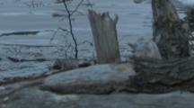 Beaver Swims In Pond Carries Branches To Build Lodge,Dam