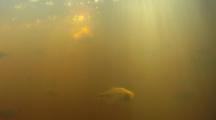 Underwater Footage Of Piranhas Feeding In Orange-Colored River