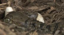 Spectacled Caiman Hatchling emerges from egg