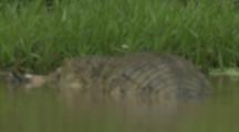 Spectacled Caiman Feeds On Capybara In River,swallows it whole