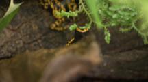 Yellow-Banded Poison Dart Frog Feeds On Insects In Rainforest