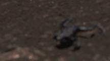 Pebble Toad Makes slow,Arduous Journey Over Barren Rocks,Looks Exhausted