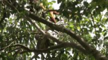 Capuchin Monkey In Tree,Passes By Resting Sloth