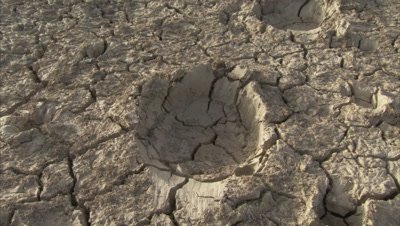 Footprints of Elephants In Cracked, Arid Land, Tilt to Landscape