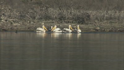 White Pelicans Landing In Water