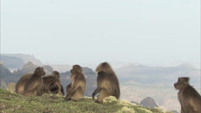 Gelada Monkeys on Cliff Edge