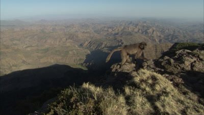 Simien Mountain Scenery, Single Gelada climbs Cliff