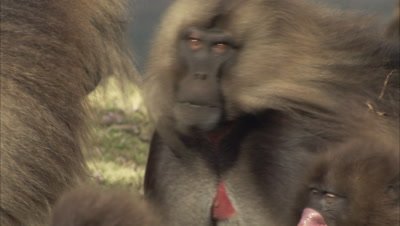 Gelada Monkey, Big Males Stare at Each other