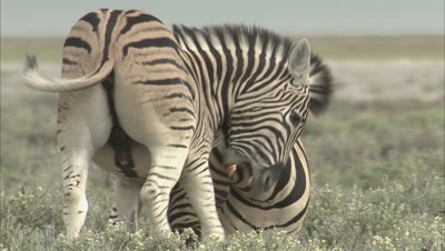 Slow Motion, Zebras Fighting
