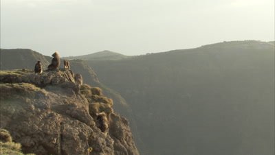Geladas Sit On Edgee of Cliff