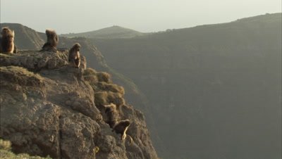 Geladas Sit On edge of Cliff