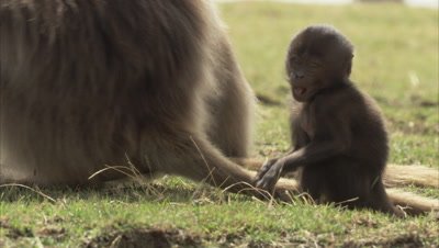 Tiny Baby Gelada Monkey Behind Adults