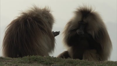 Two Gelada Monkeys Fighting, Possibly Males
