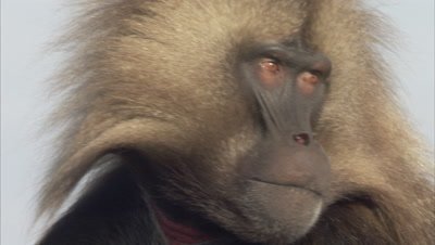 Gelada Monkey Portrait, threat display by curling upper lip