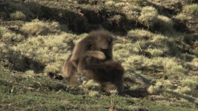 Gelada Monkeys fight then Groom