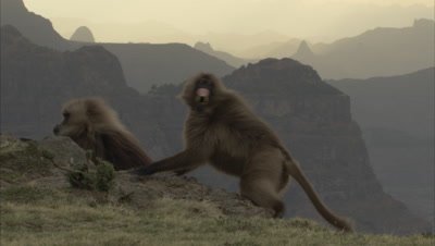 Gelada Monkeys On Cliff