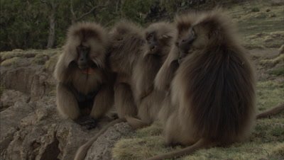 Gelada Monkeys Grooming