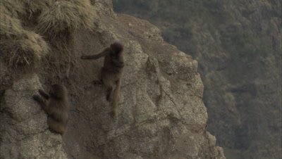 Young Gelada Monkeys Play On side of Cliff