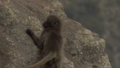 Young Gelada Monkeys Play on Cliff Edge