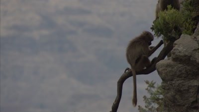 Gelada Monkeys Rest on Cliff Edge