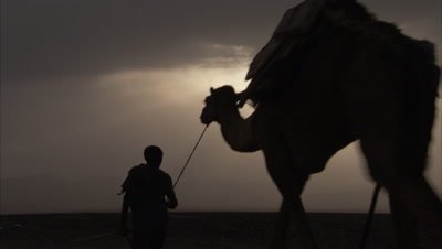 Danakil Cameleer Leads Camels Carrying Salt from Mines