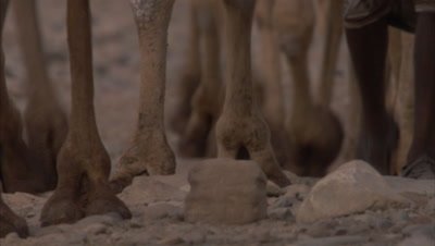 Danakil Cameleer Leads Camels Carrying Salt from Mines, Close up legs and feet
