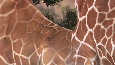Giraffes Mating