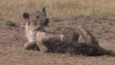 Female Hyena Feeding Cubs