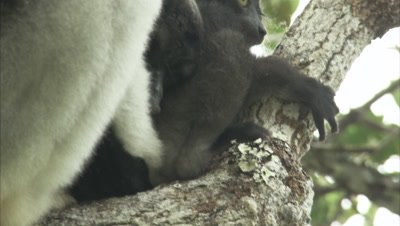 Lemurs On Tree