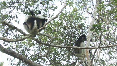 Lemurs On Tree