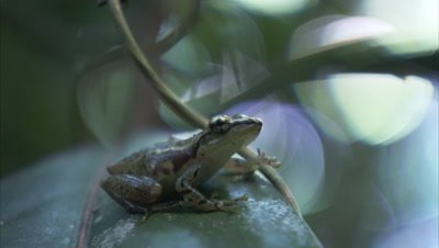 Tree frog,Close Up